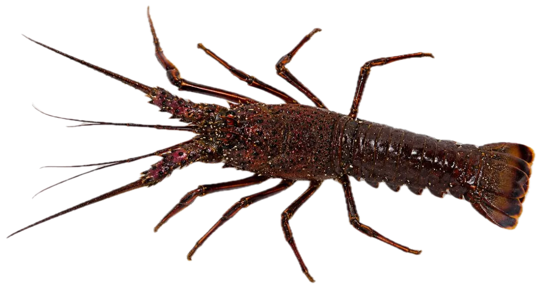 Ise-ebi, Japanese spiny lobster