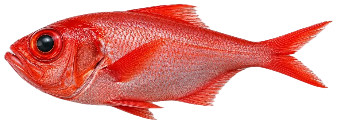 Kinmedai, splendid alfonsino