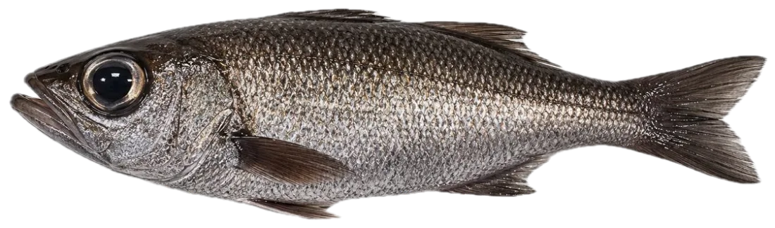 Kuromutsu, Gnomefish
