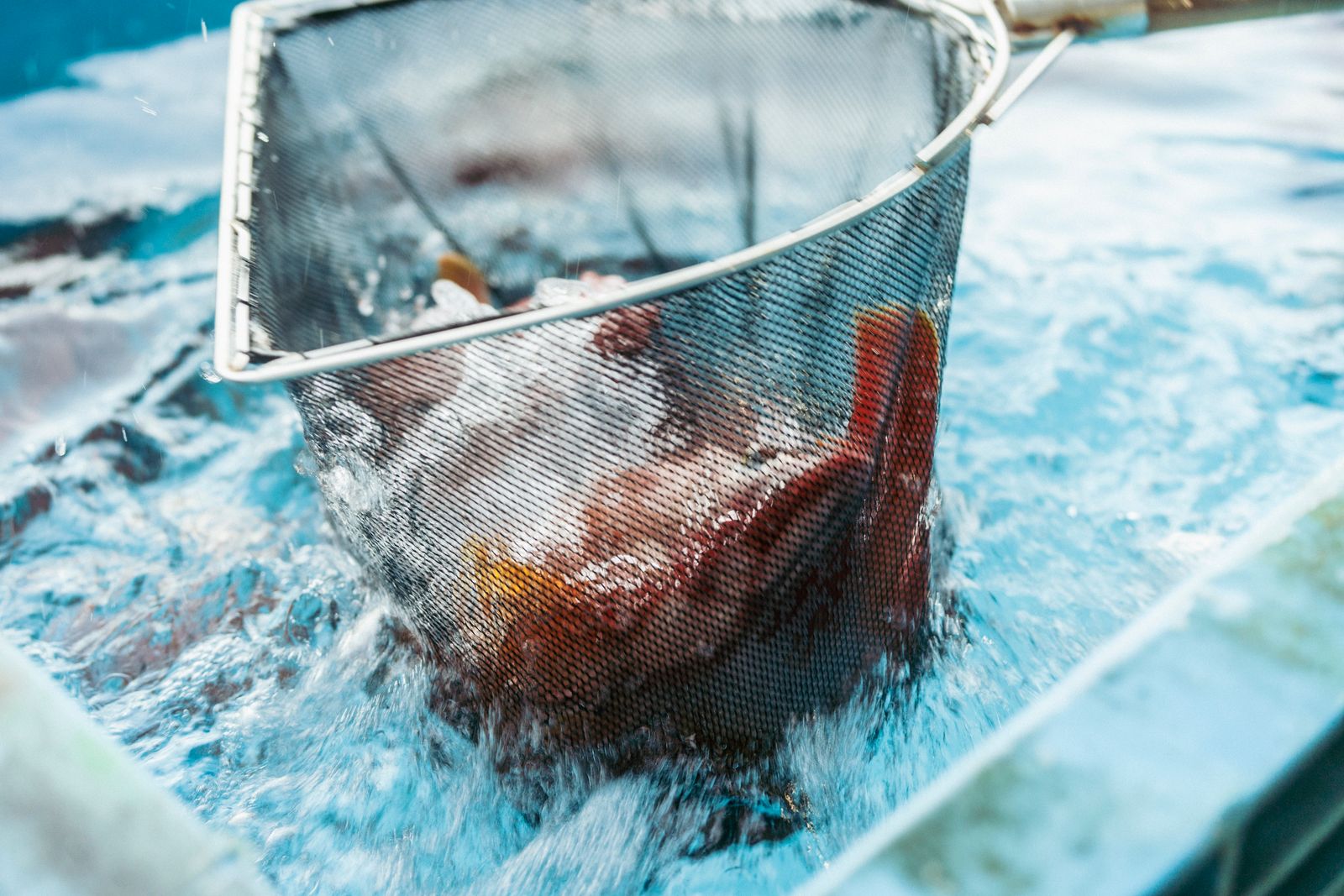 午前6時、自社タンクの活魚
